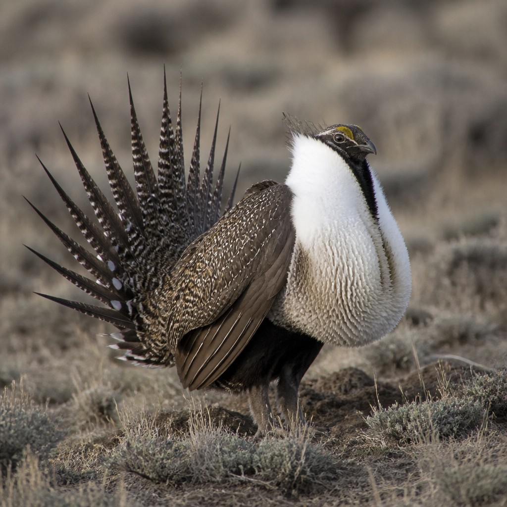 Sage Grouse