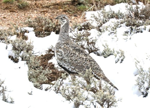 Sage Grouse