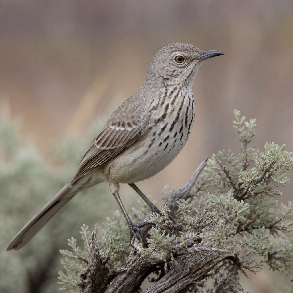 Sage Thrasher (Oreoscoptes montanus)
