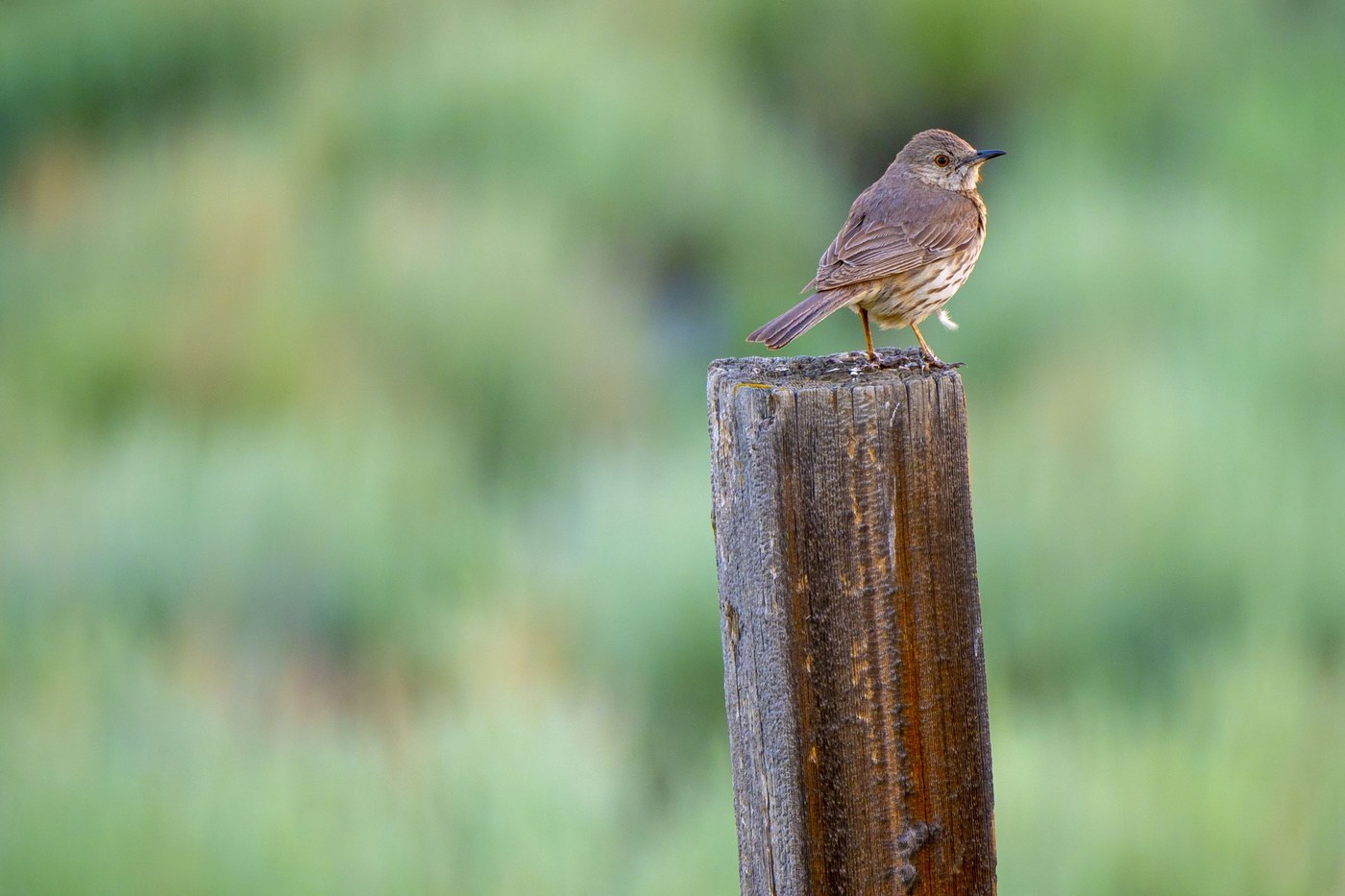 Sage Thrasher (Oreoscoptes montanus)