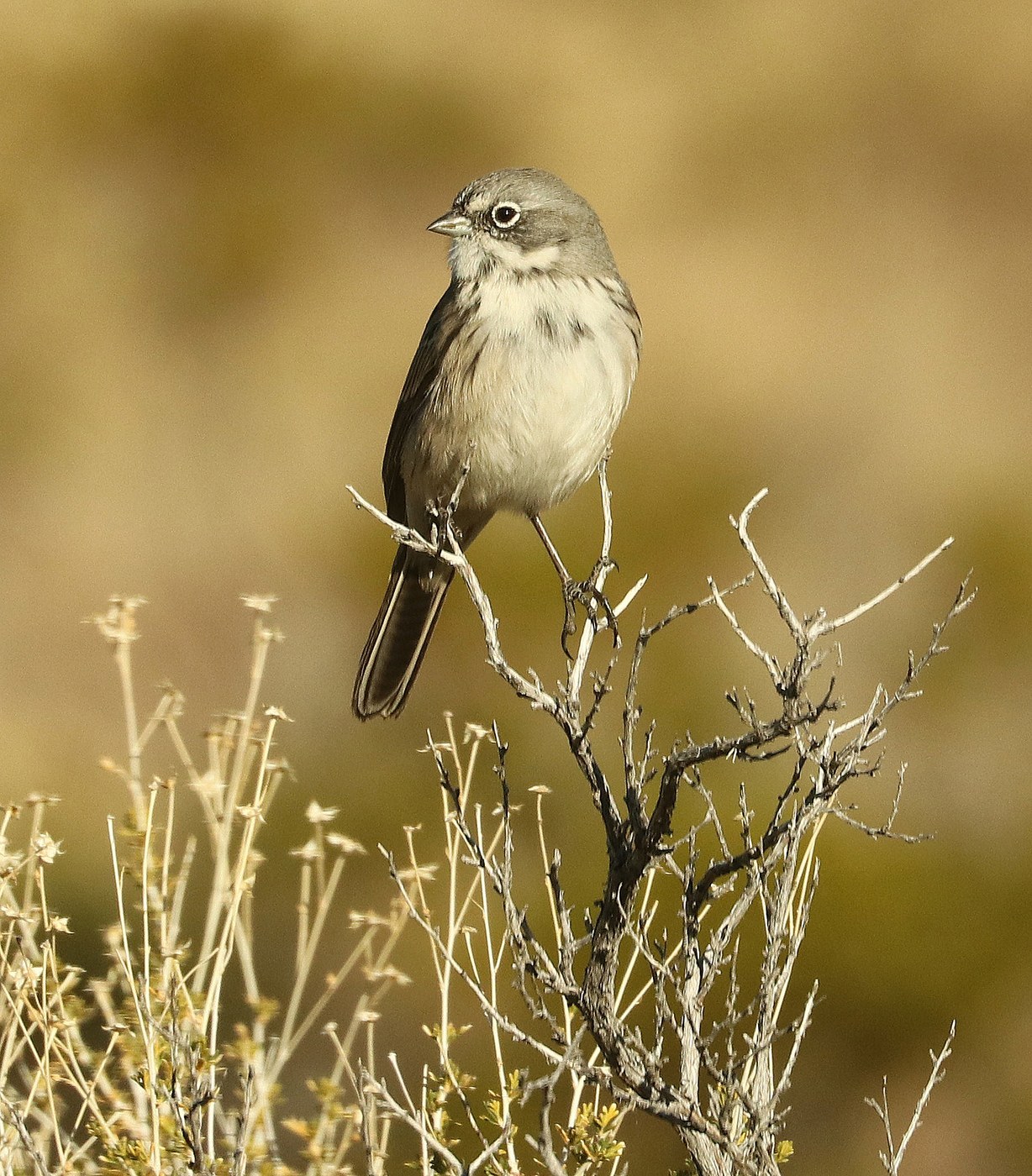 Sagebrush Sparrow (Artemisiospiza nevadensis)