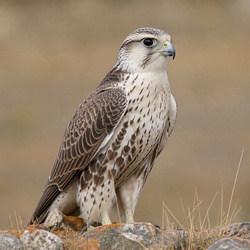 Saker Falcon Identification Guide