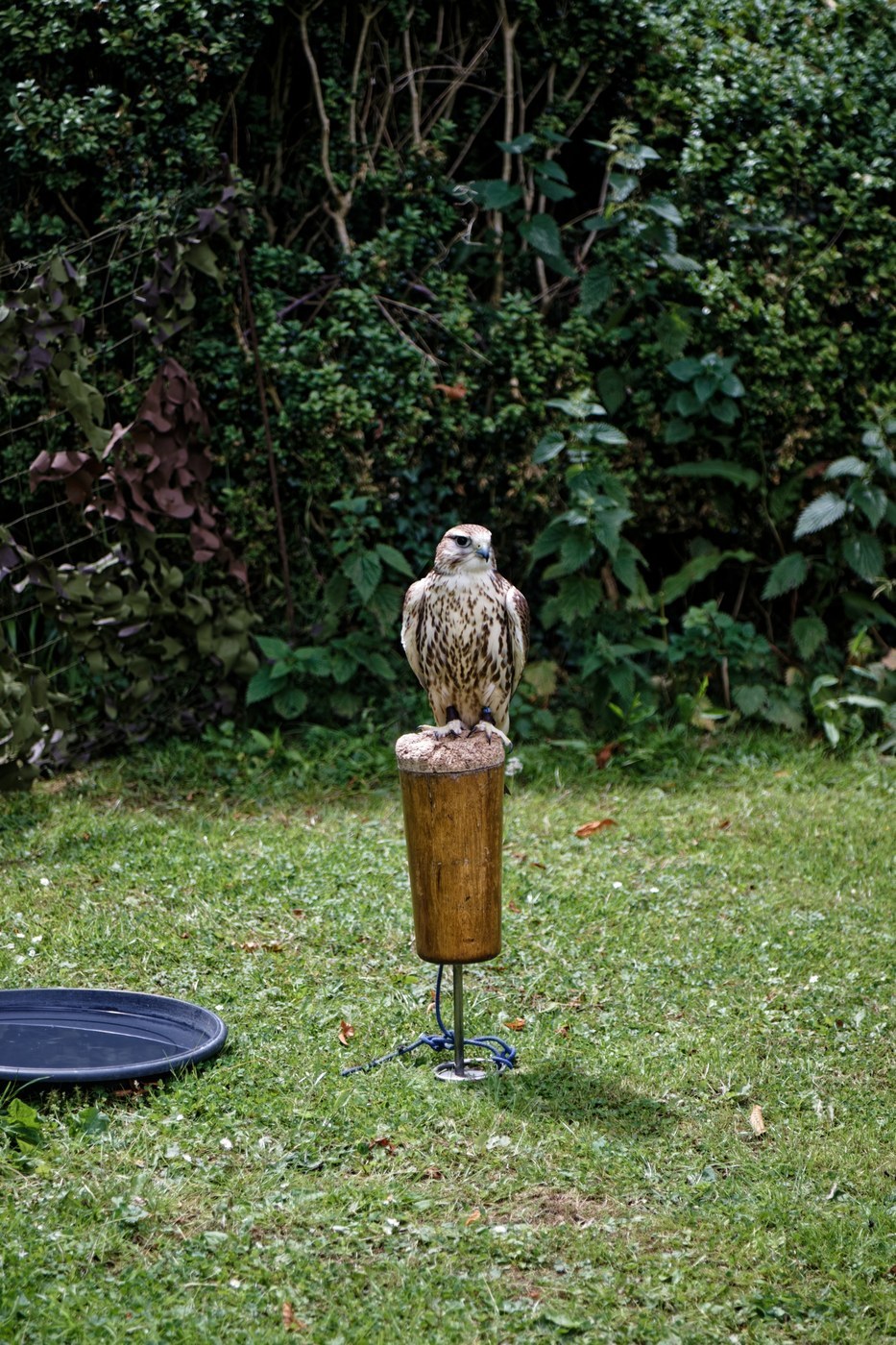 Saker Falcon Identification Guide