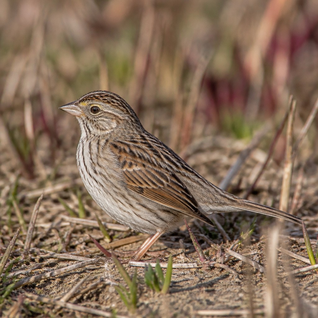 Saltmarsh Sparrow