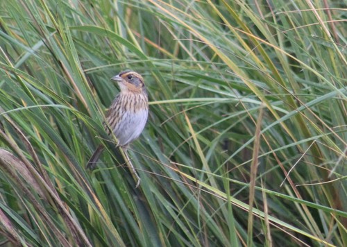 Saltmarsh Sparrow