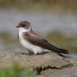 Sand Martin Identification Guide