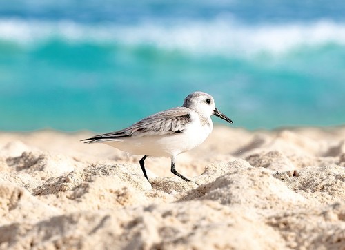 Sanderling