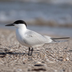 Sandwich Tern Identification Guide