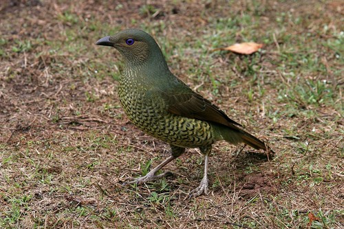 Satin Bowerbird