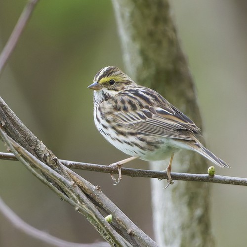 Savannah Sparrow