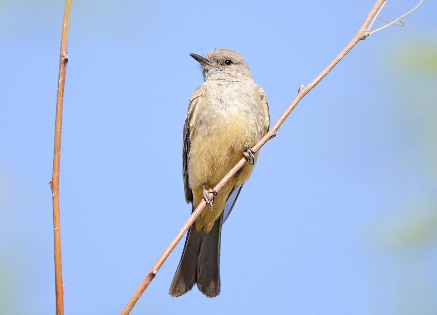 Say's Phoebe (Sayornis saya)