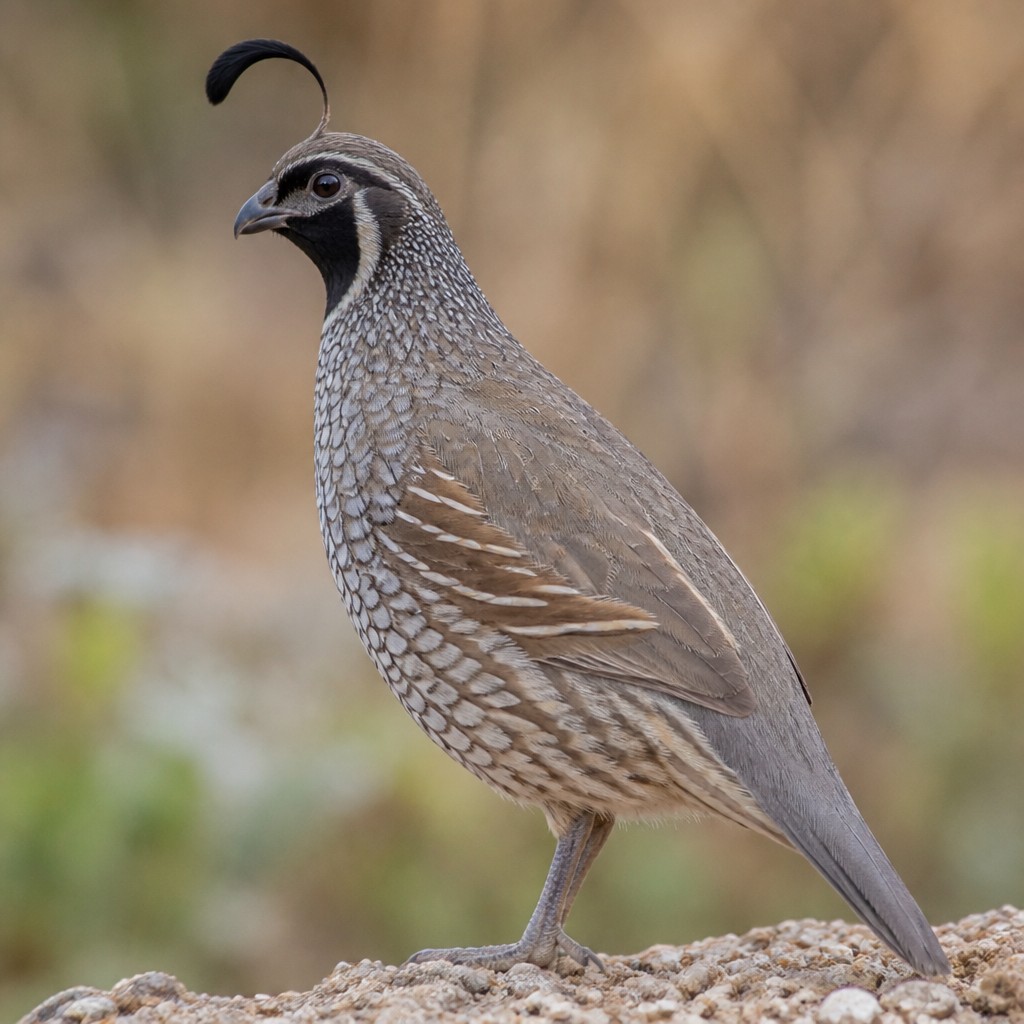 Scaled Quail