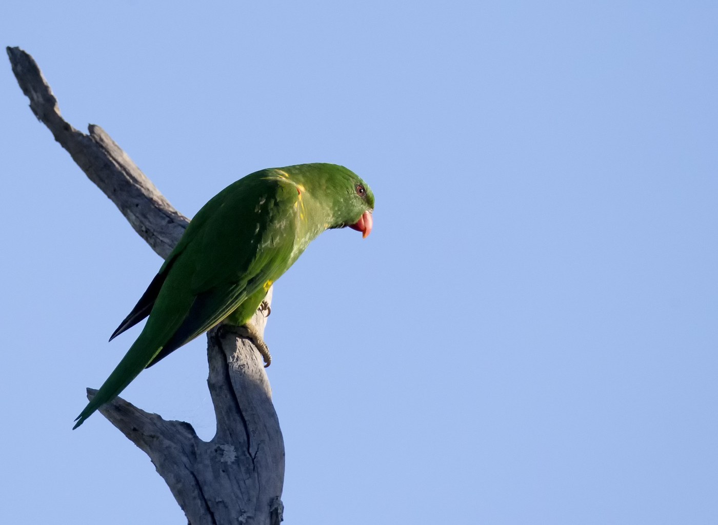 Scaly-breasted Lorikeet (Trichoglossus chlorolepidotus)