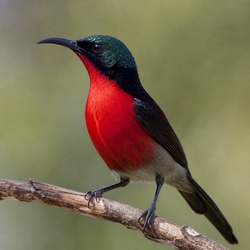 Scarlet-chested Sunbird Identification Guide