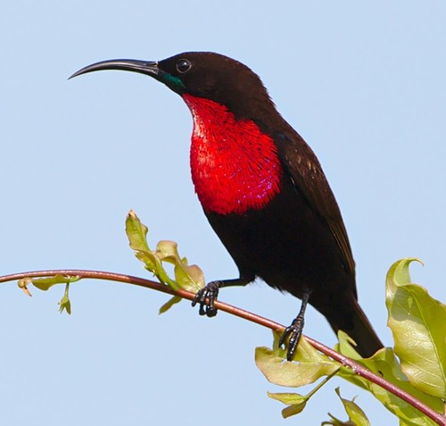 Scarlet-chested Sunbird