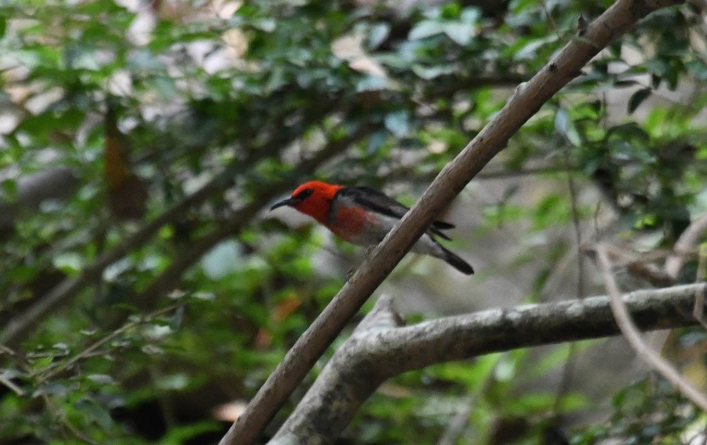 Scarlet Honeyeater (Myzomela sanguinolenta)