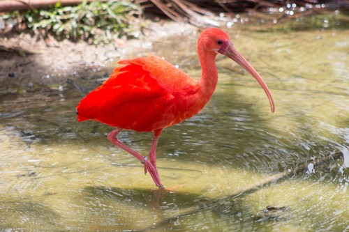 Scarlet Ibis
