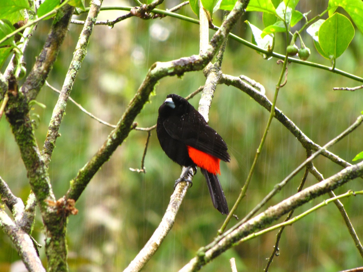 Scarlet-rumped Tanager Identification Guide