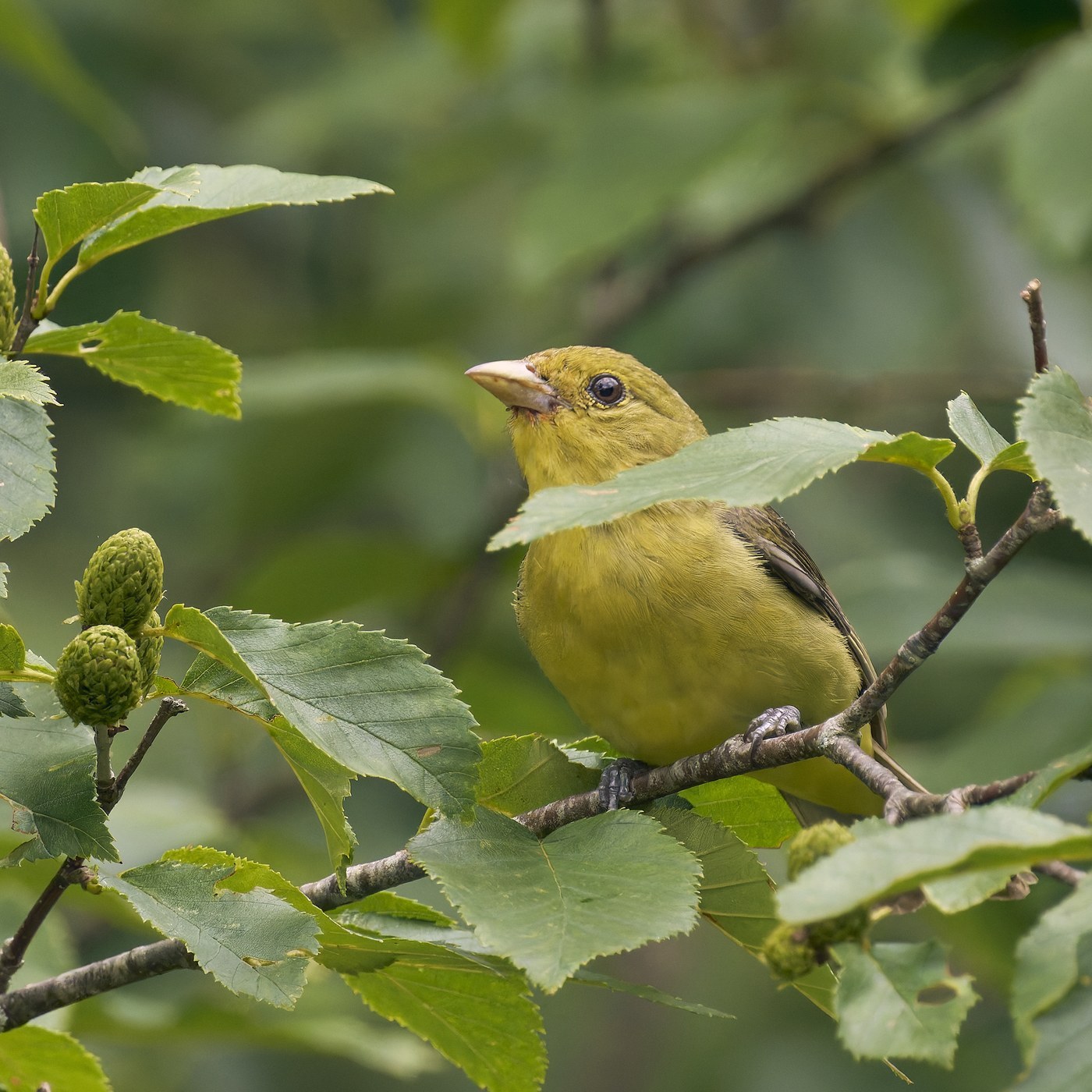 Scarlet Tanager (Piranga olivacea)