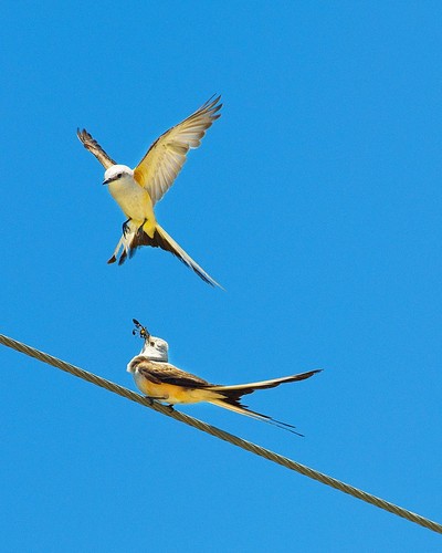 Scissor-tailed Flycatcher