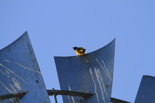 Scott's Oriole