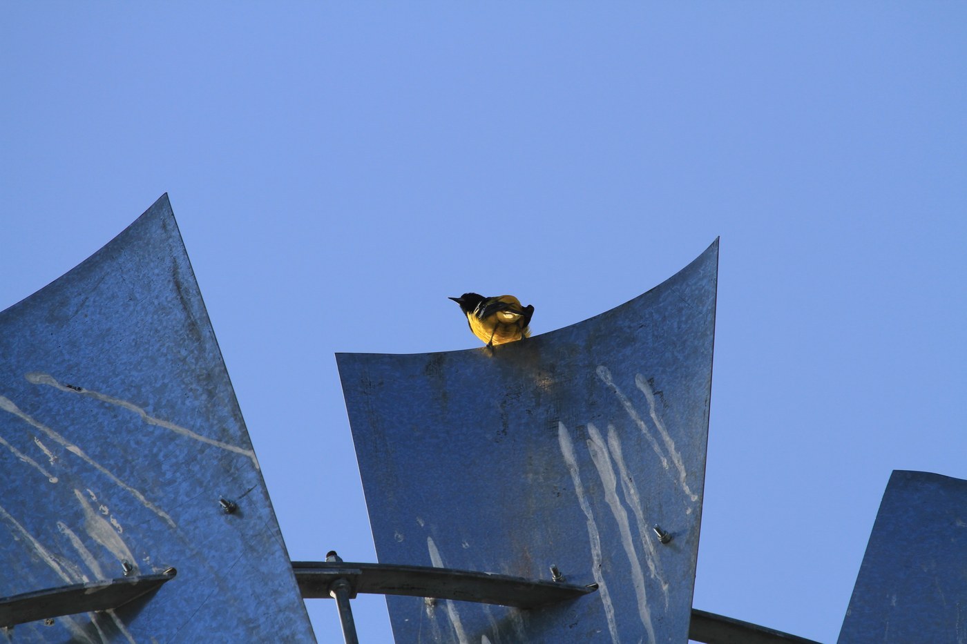 Scott's Oriole (Icterus parisorum)