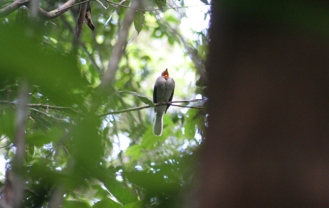 Screaming Piha (Lipaugus vociferans)