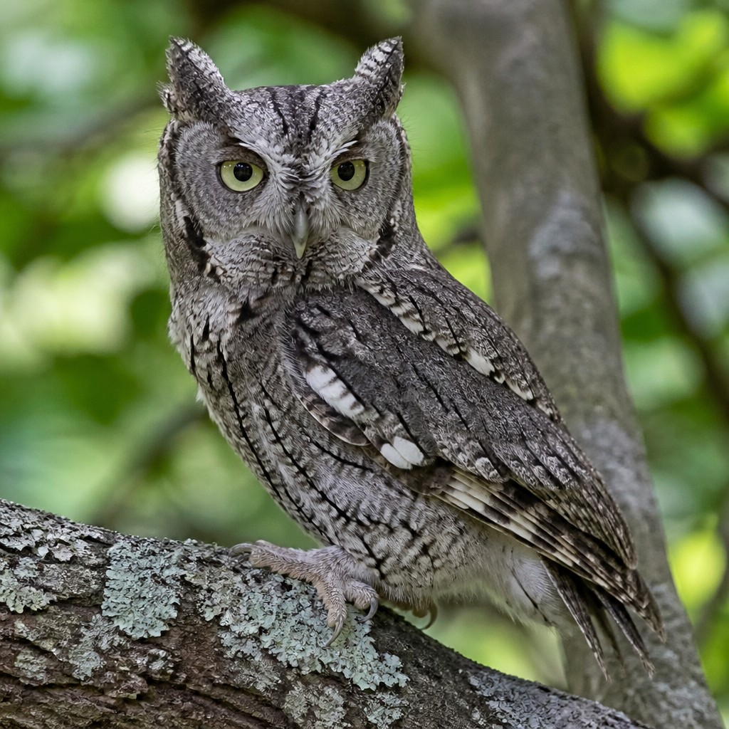 Screech Owl