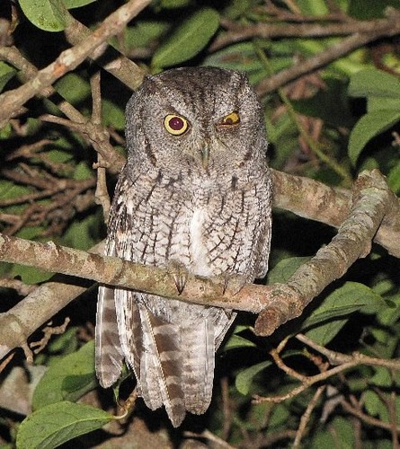 Screech Owl