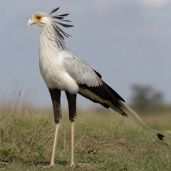 Secretarybird Identification Guide
