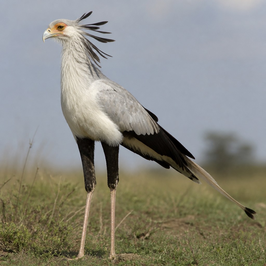 Secretarybird (Sagittarius serpentarius)