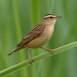 Sedge Warbler Identification Guide