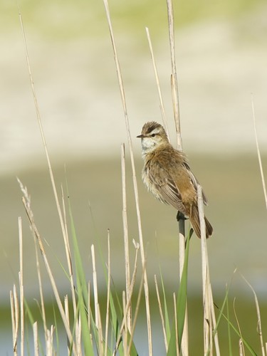 Sedge Warbler