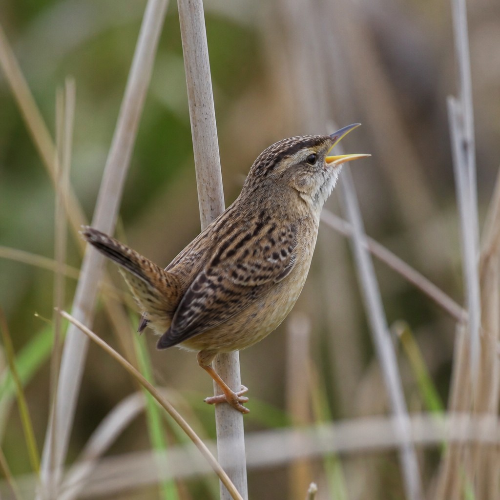 Sedge Wren (Cistothorus stellaris)