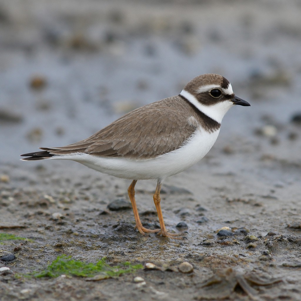 Semipalmated Plover