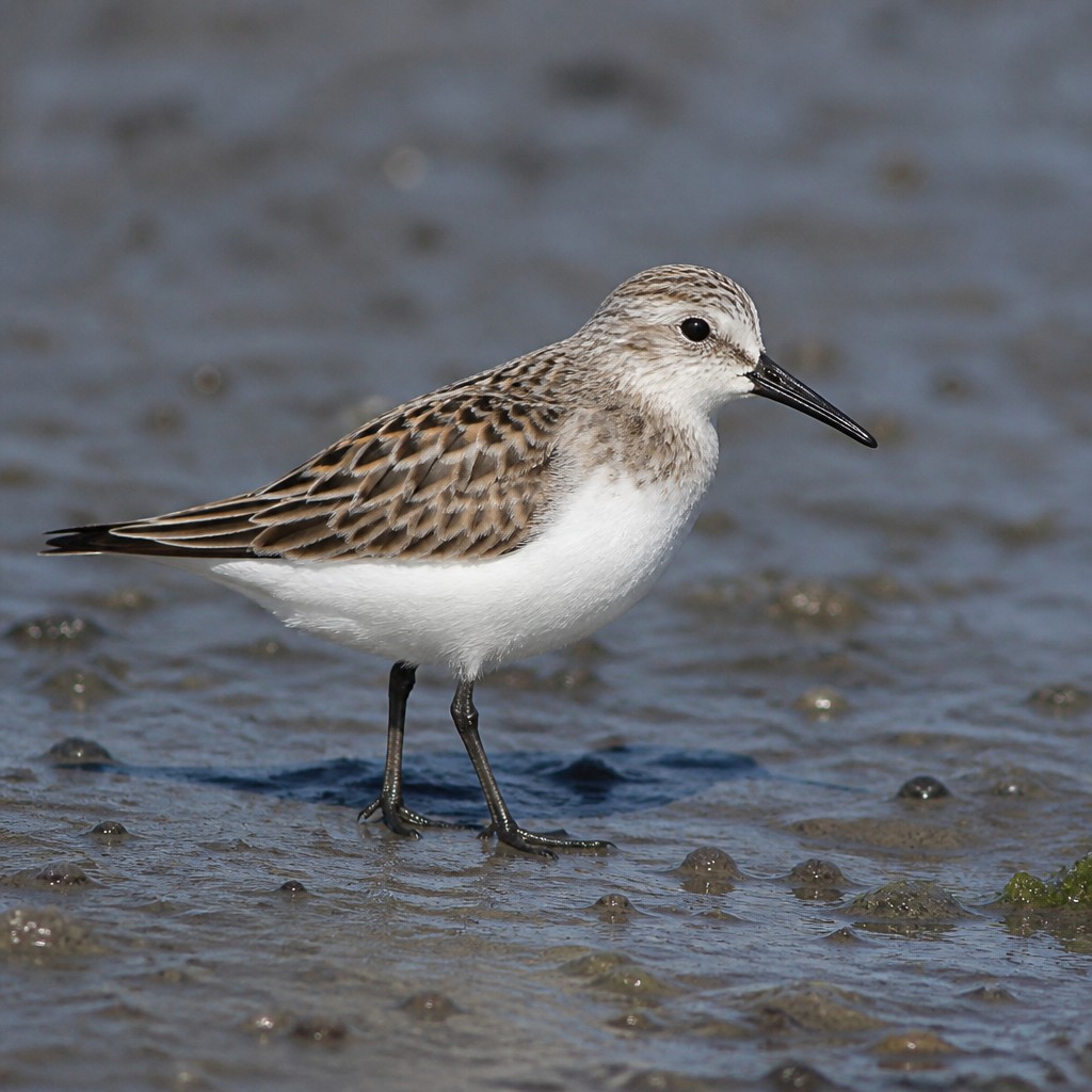 Semipalmated Sandpiper (Calidris pusilla)
