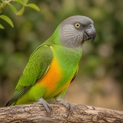 Senegal Parrot Identification Guide
