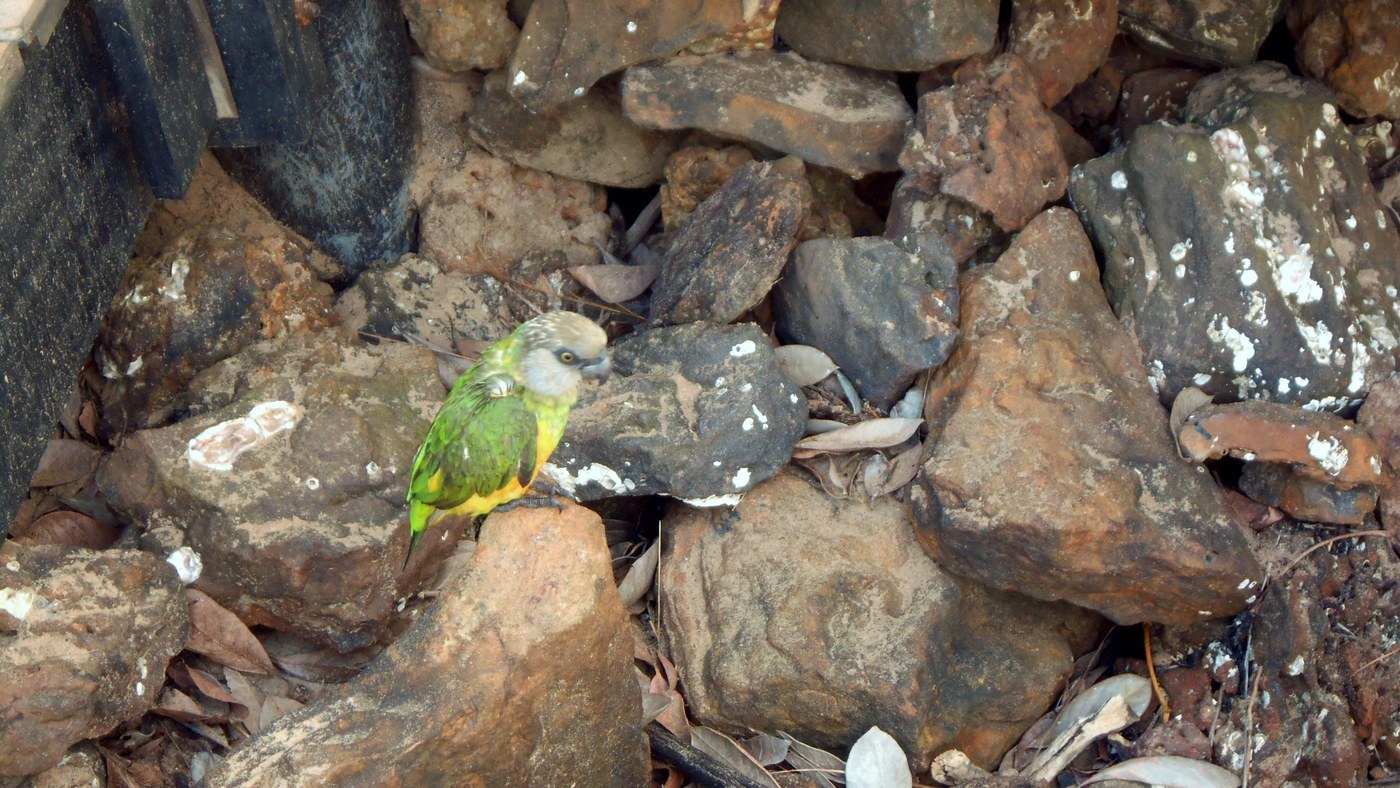 Senegal Parrot (Poicephalus senegalus)