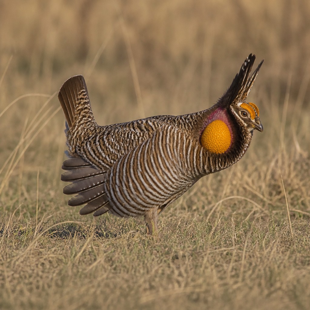 Sharp-tailed Grouse