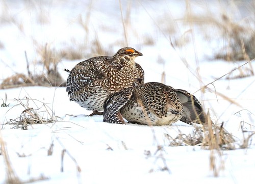 Sharp-tailed Grouse