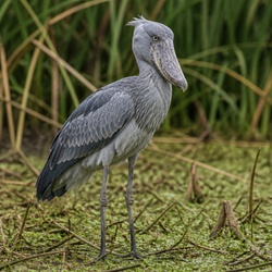 Shoebill Identification Guide