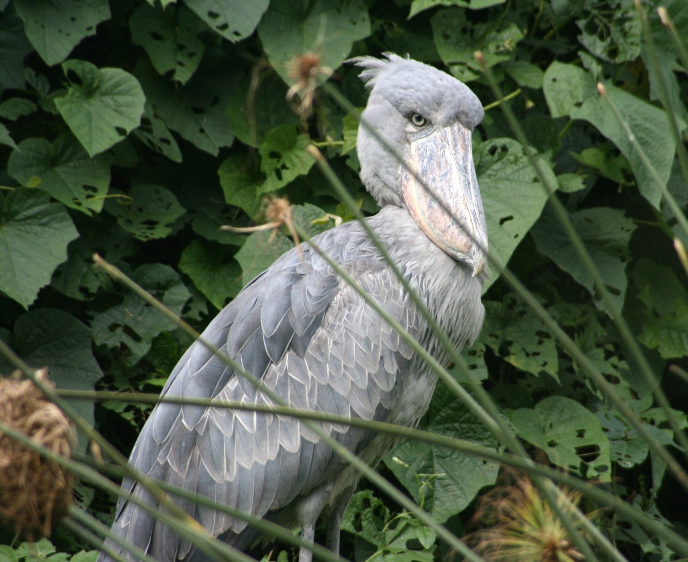 Shoebill (Balaeniceps rex)