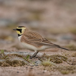 Shore Lark Identification Guide