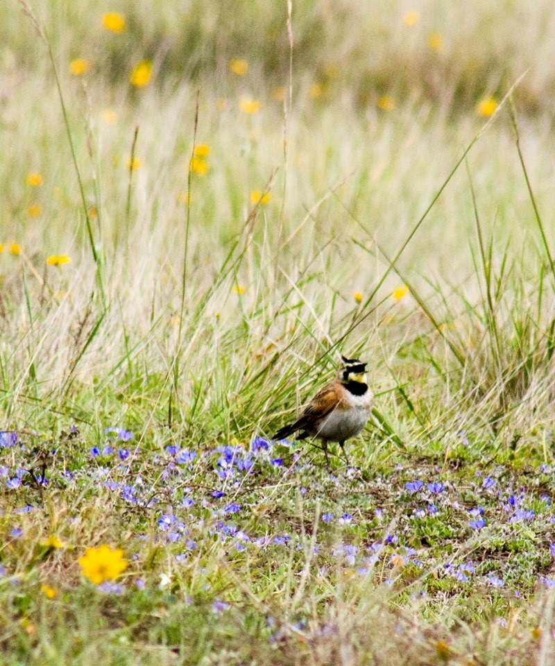 Shore Lark (Eremophila alpestris)