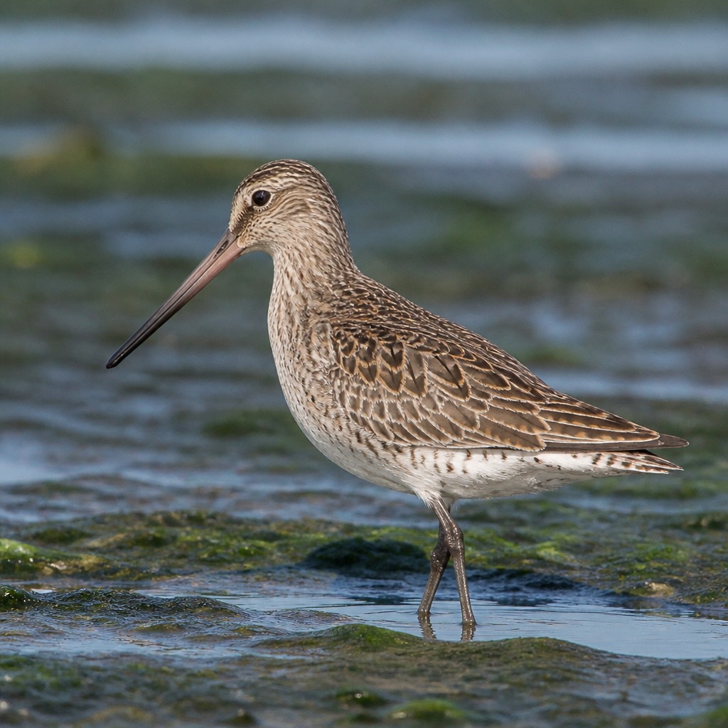Short-billed Dowitcher