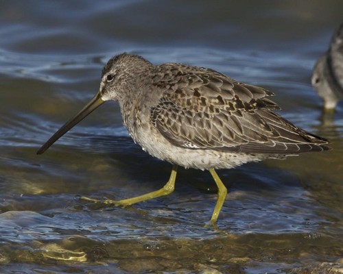 Short-billed Dowitcher