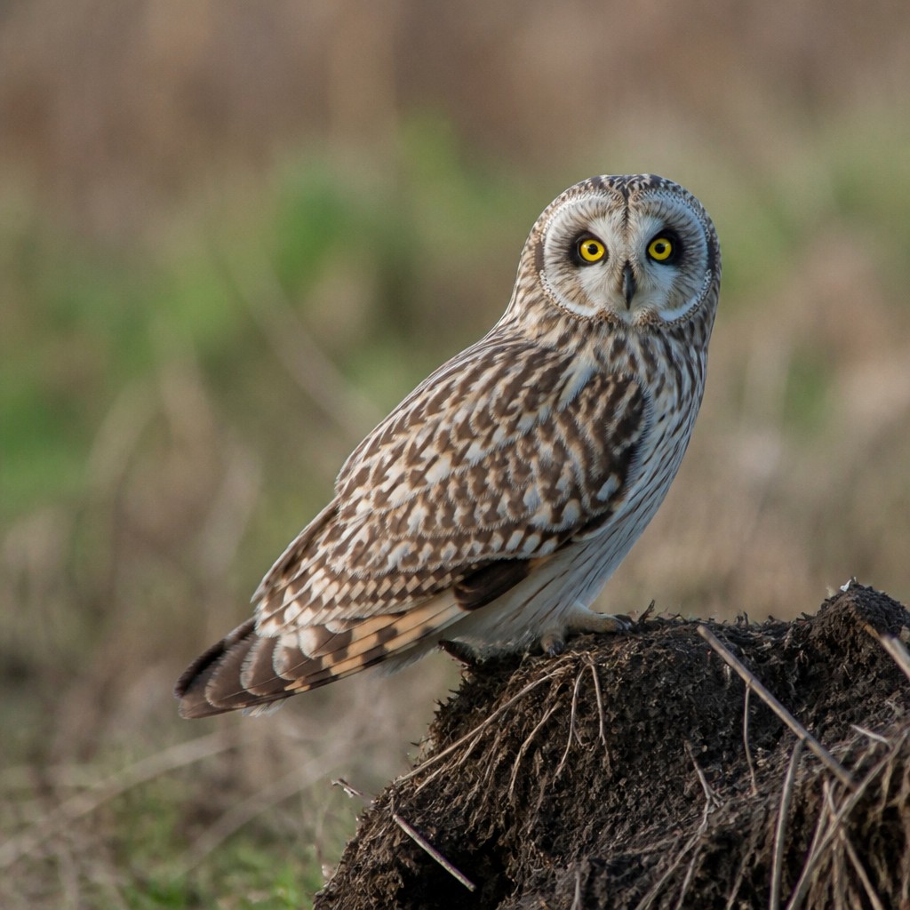 Short-eared Owl (Asio flammeus)