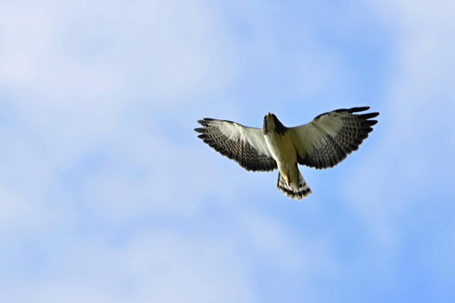 Short-tailed Hawk