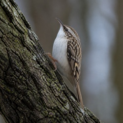 Short-toed Treecreeper Identification Guide