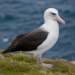 Shy Albatross Identification Guide